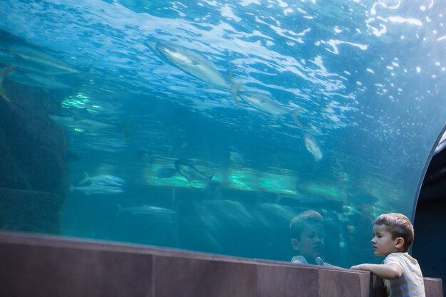 Little boy looking at fish tank