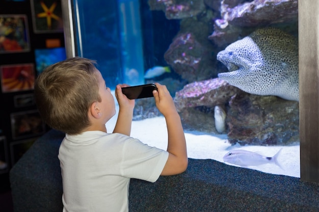 Little boy looking at fish tank