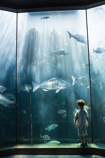 魚の水槽を見ている少年