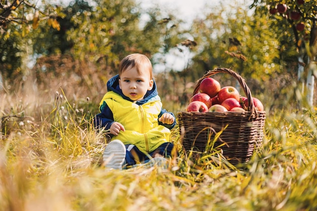 Little boy picking apples in the orchard Child picking apples on farm in autumn Harvesting season