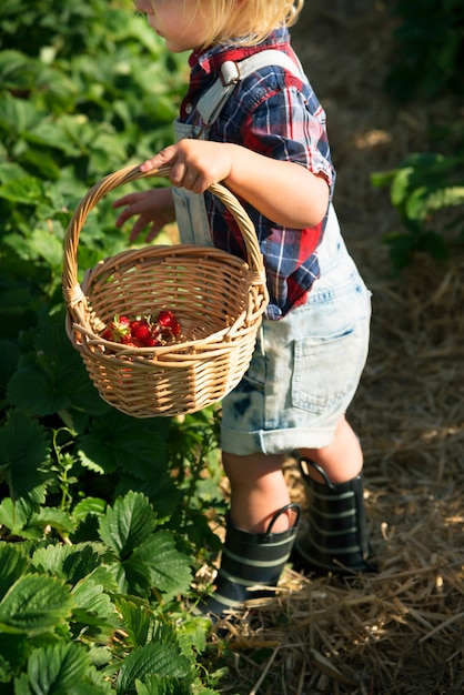 Fragola di raccolto del ragazzino in un'azienda agricola