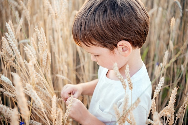 Little boy picking wheat spikes in the yellow wheat field at sunset summer landscape, summer agricultural background with ripe wheat spikes