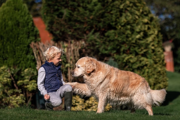 Little boy playing and training golden retriever dog in the field in summer day together Cute child with doggy pet portrait at nature