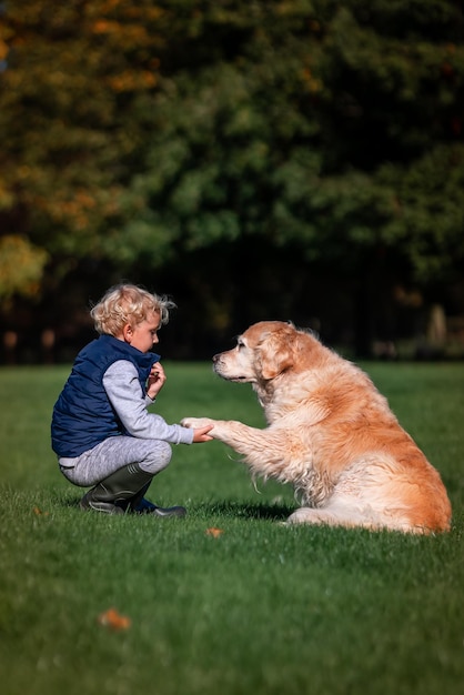 Little boy playing and training golden retriever dog in the field in summer day together Cute child with doggy pet portrait at nature