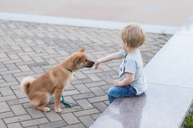 夏に野外で遊ぶ小さな男の子と赤い柴犬の子犬、赤ちゃんは彼の犬に肉を与えます