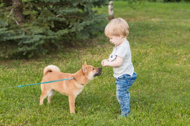 Little boy and red shiba inu puppy playing outdoors in summer