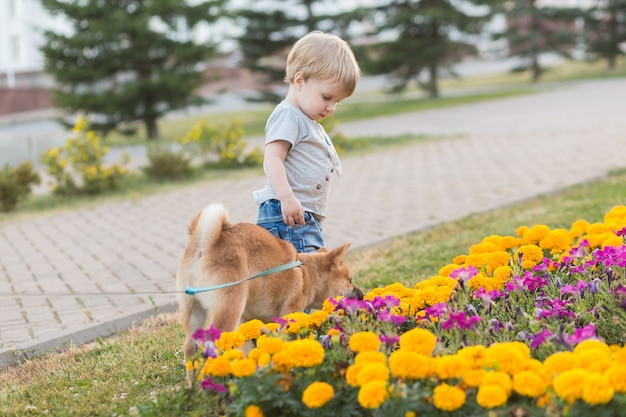 Little boy and red shiba inu puppy playing outdoors in summer