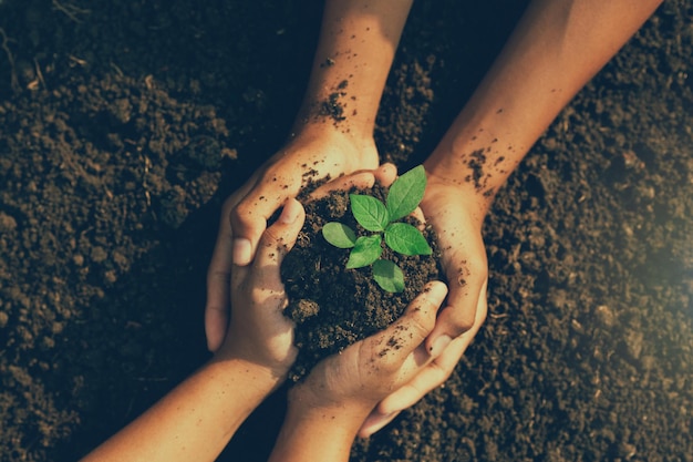 little boy's hand holding a green sapling earth day In the hands of trees planting saplings. Reduce