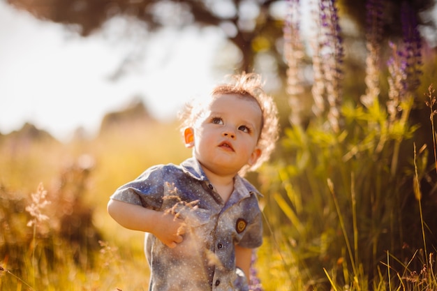 Little boy walks on the field of lavander covered with sunshine