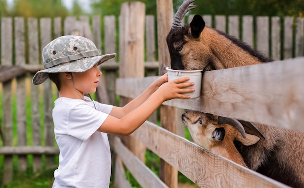 Little boy with care feeds the goat. Environmentally friendly product on the farm.