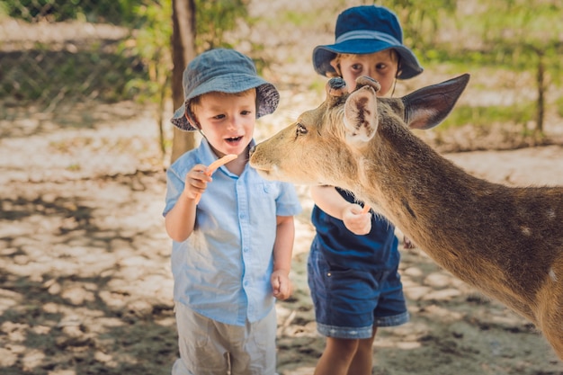 Little boys feeding a deer at the zoo