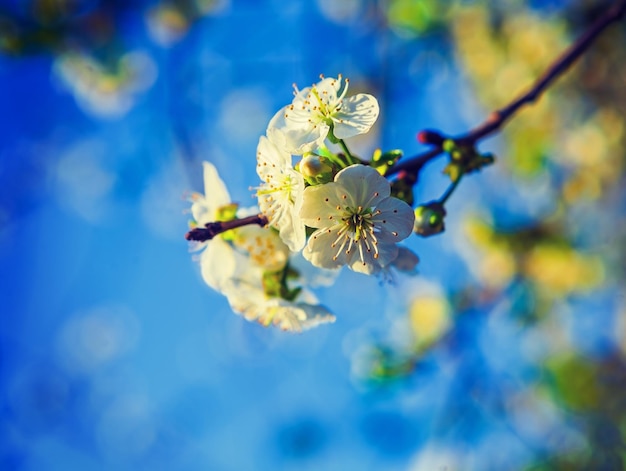 白い花の咲く桜の木の小さな枝instagramの踏み越し段