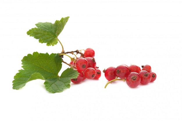 Little branch of red currant isolated on white background