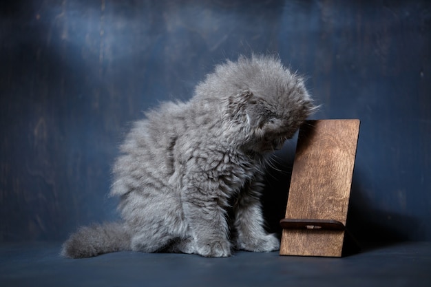 Little british fold kitten nibbles on a wooden phone stand