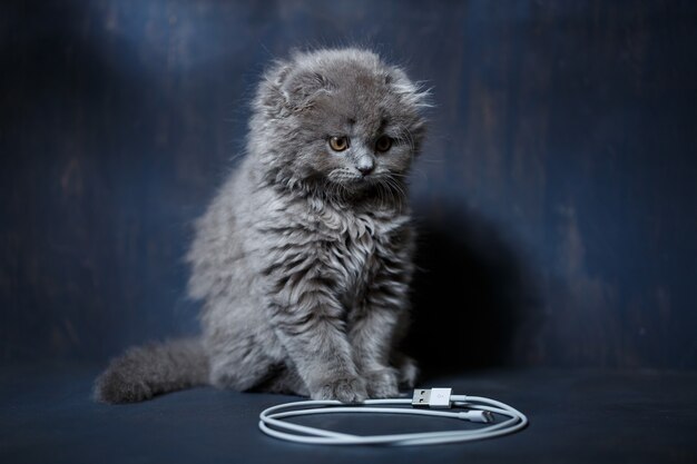 小さなブリティッシュフォールドの子猫がケーブルで遊んで電話を充電します