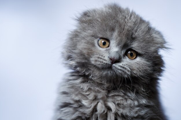 Little british fold kitten with gray hair on white background