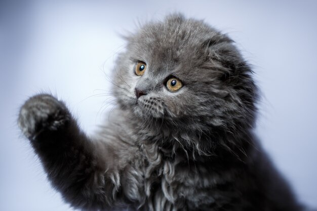 Piccolo gattino britannico del popolare con capelli grigi su fondo bianco white