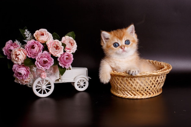 Little British Golden chinchilla kitten zittend in een mand naast bloemen