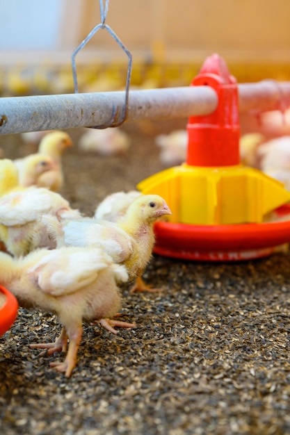 Little broilers on a modern factory Young chickens breeding on a farm Rows of troughs with feed for chicks Poultry agriculture Close up