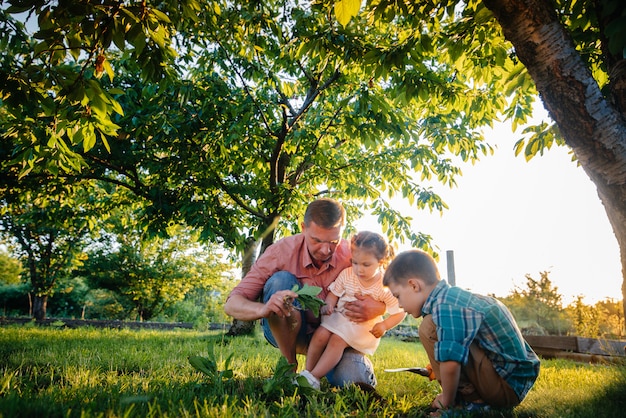 Foto fratellino e sorella stanno piantando piantine con il padre in un bellissimo giardino di primavera al tramonto.