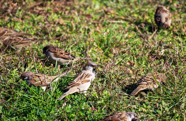 Photo little brown birds walk on green grass