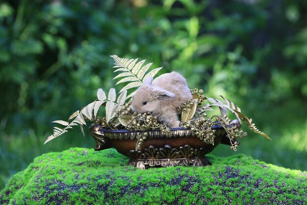 Photo little brown bunny in a flower vase