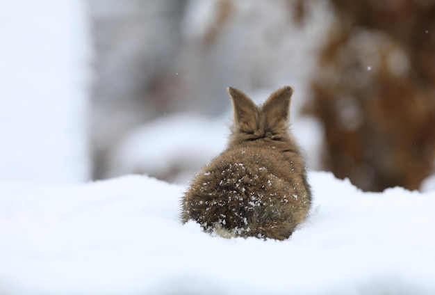 雪の中の小さな茶色のバニー