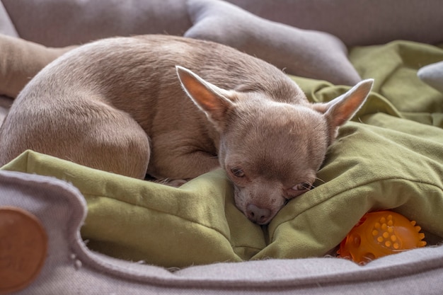 Little brown Chihuahua dog lies upset by loneliness.