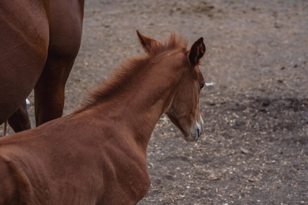 Little brown colt on the farm