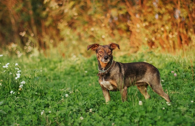 夕暮れ時の散歩に小さな茶色の犬