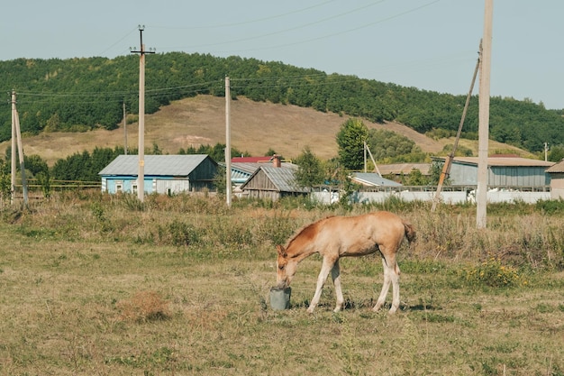 Little brown foal drinks water from a bucket Rural landscape with a foal