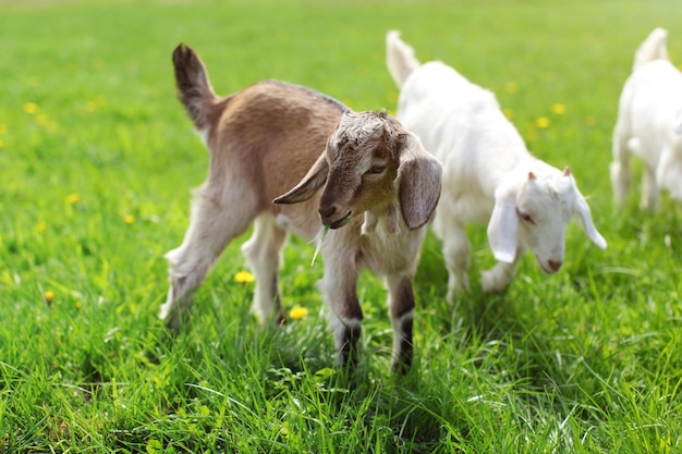 Little brown goat kid grazing, grass leaf in her mouth. More goats in background.