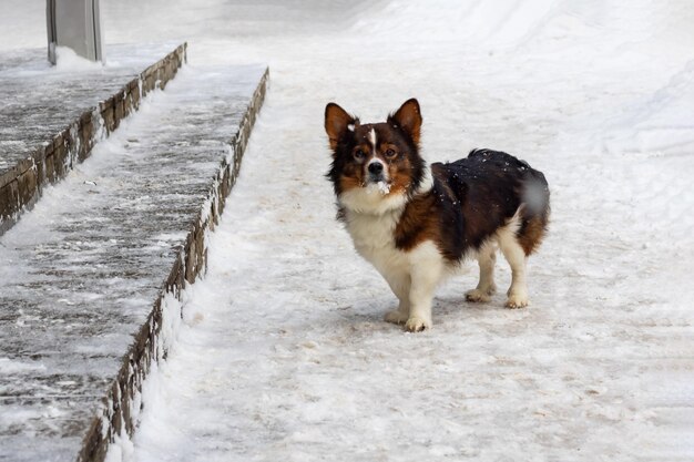 Little brown homeless dog in the snow