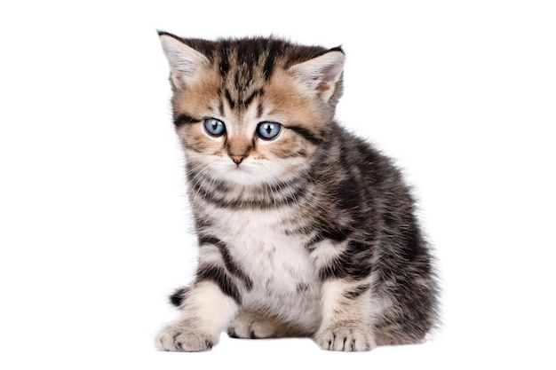 little brown kitten sits isolated