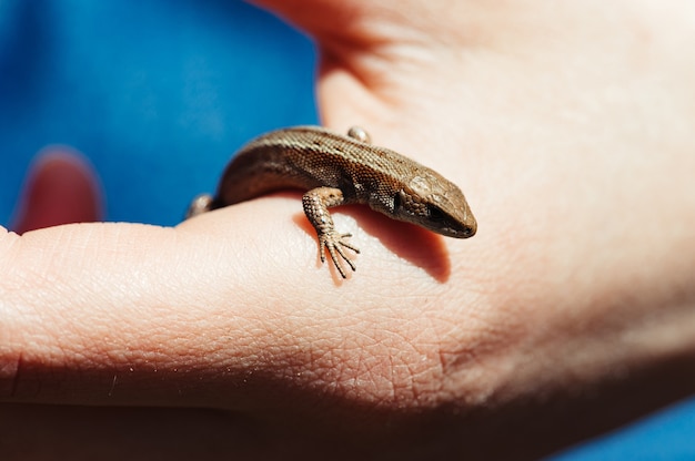 Little brown lizard in a female hand closeup