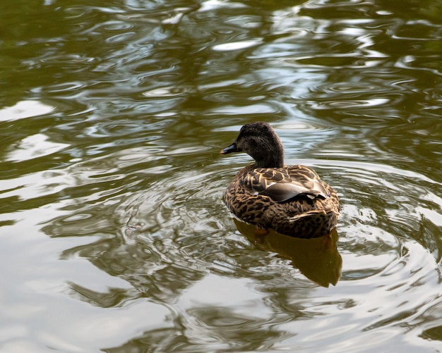 Little brown mallard floating in the water