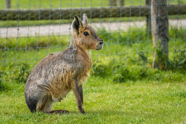 楽しみにして草の上に座っている小さな茶色のマラ動物