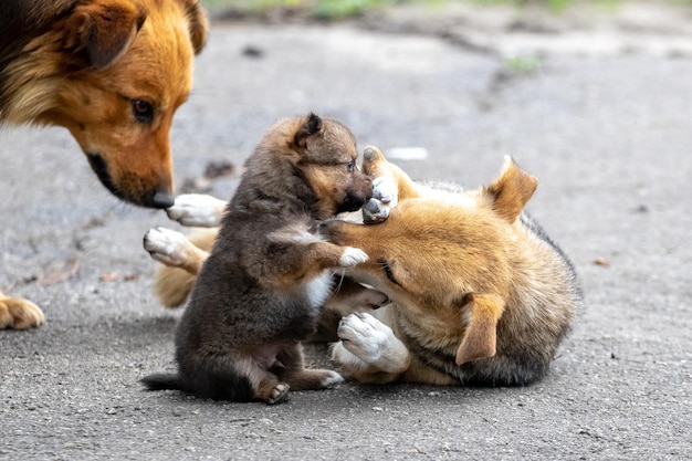 A little brown puppy is playing with his mother dog