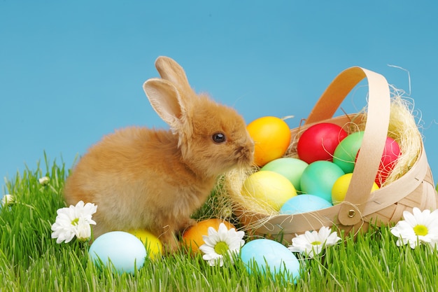 little bunny in basket with decorated eggs. easter holyday concept.