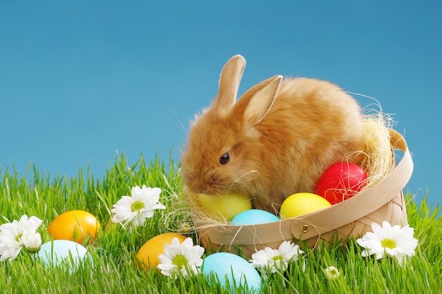 little bunny in basket with decorated eggs. easter holyday concept.