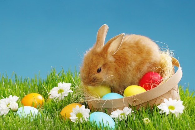 Little Bunny In Basket With Decorated Eggs. Easter Holyday Concept.