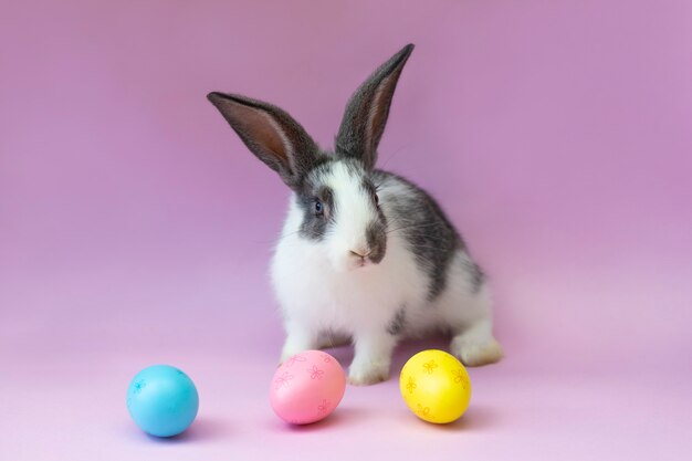 little bunny and colored eggs