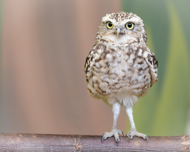 Little burrowing owl standing on a brown log