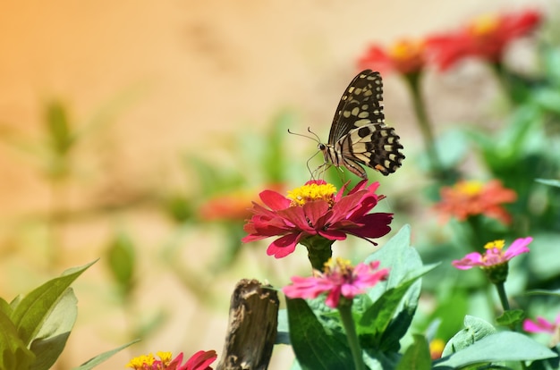 小さな蝶が朝の時間に光の下で花の上に食べ物を見つける