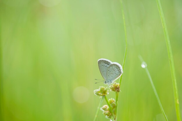 Little butterfly on wild grass