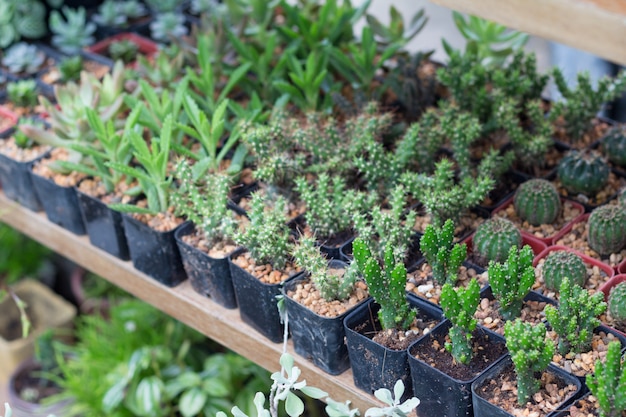 Little cactus plants in flowerpots