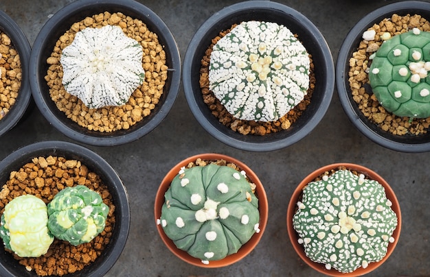 Little cactus in the small pot, plant for decoration.