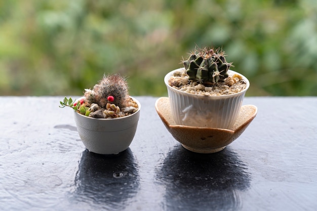 緑の庭のボケ味とテーブルの上の小さな鍋に小さなサボテン