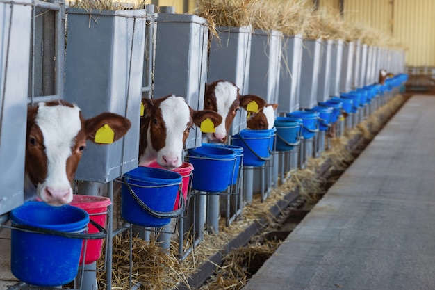 Little calves peek out of the paddock