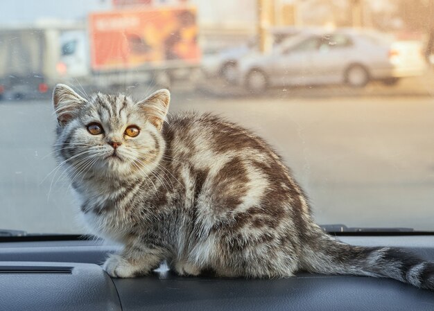 車の中の小さな猫。